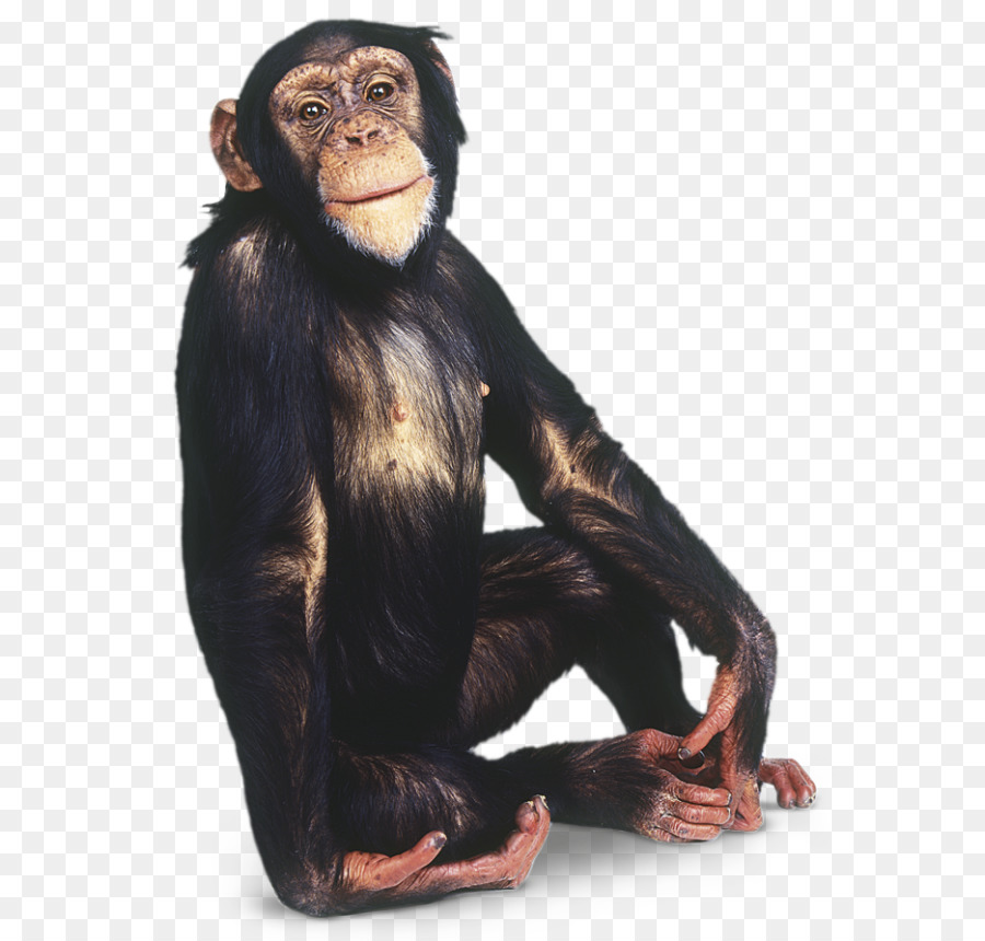 Chimpanzee Gorilla Primate Monkey - Monkey PNG png download - 640*860 - Free Transparent Gorilla png Download.