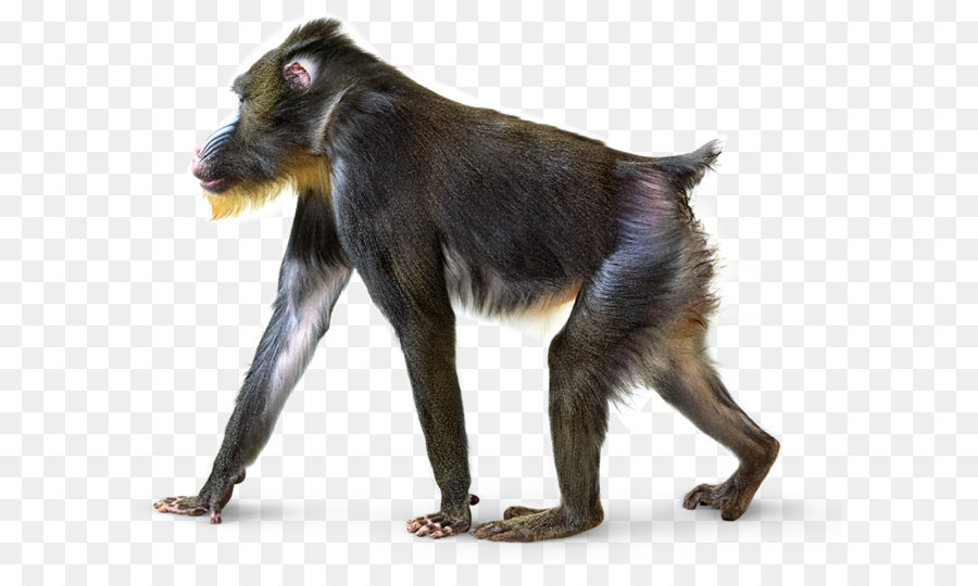 Smithsonian Institution National Museum of Natural History Primate Mandrill Gray langur - Monkey PNG png download - 960*796 - Free Transparent National Museum Of Natural History png Download.