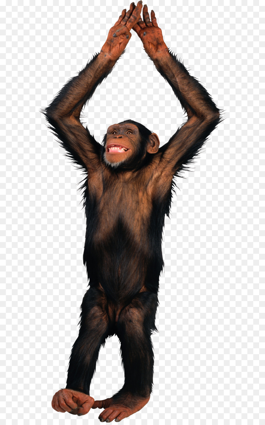 PicMonkey - Monkey PNG png download - 1567*3453 - Free Transparent Primate png Download.