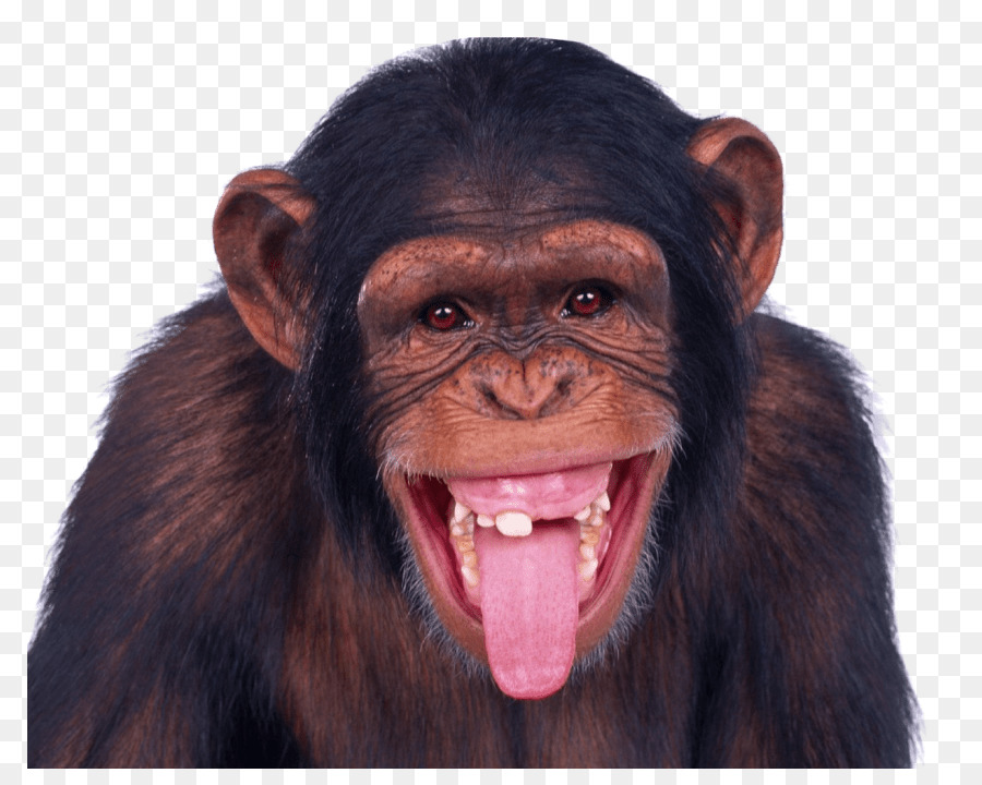 Portable Network Graphics Clip art Transparency Image Monkey - monkey png download - 850*705 - Free Transparent Monkey png Download.