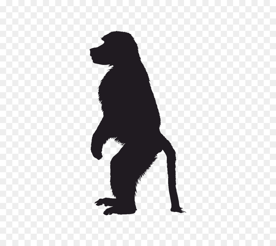 Primate Ape Mandrill Image Monkey - monkey png download - 800*800 - Free Transparent Primate png Download.