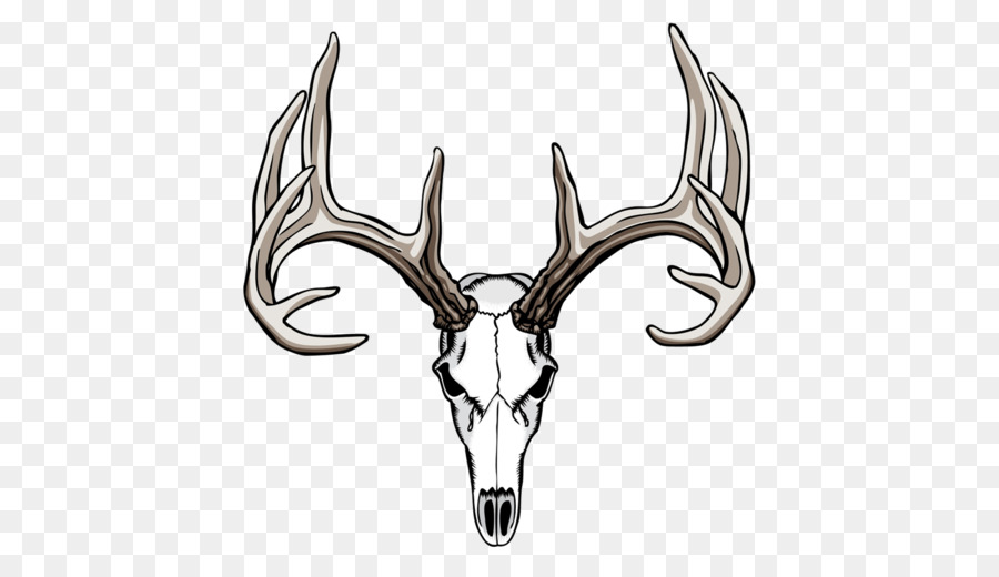 White-tailed deer Drawing Antler Skull - deer skull png download - 600*514 - Free Transparent Whitetailed Deer png Download.