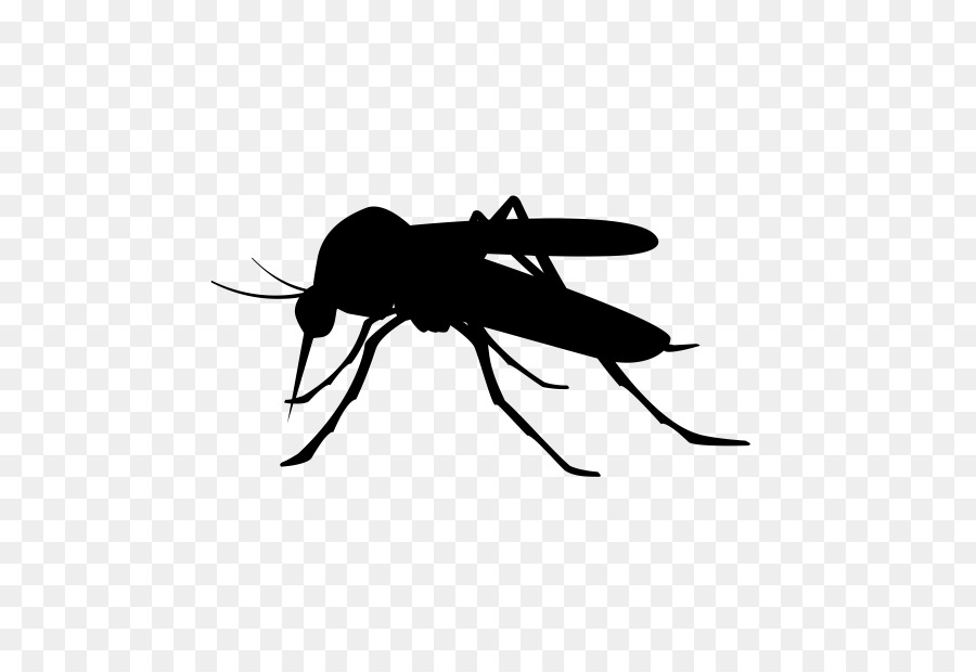 Mosquito Clip art - mosquito png download - 600*601 - Free Transparent Mosquito png Download.