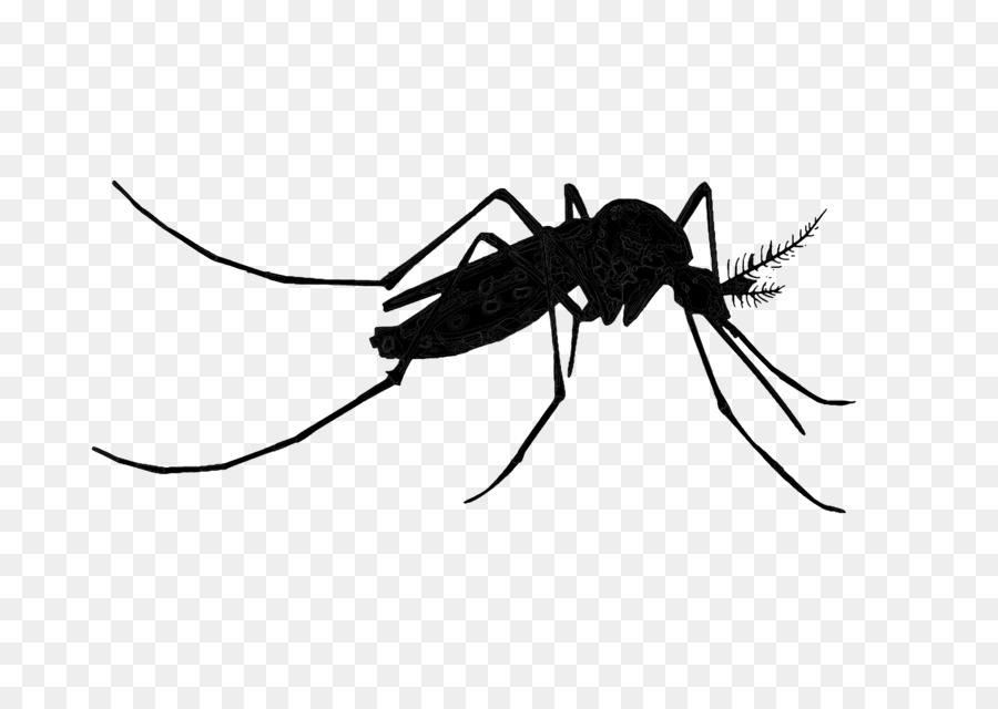 Mosquito Insect Black & White - M -  png download - 2400*1697 - Free Transparent Mosquito png Download.