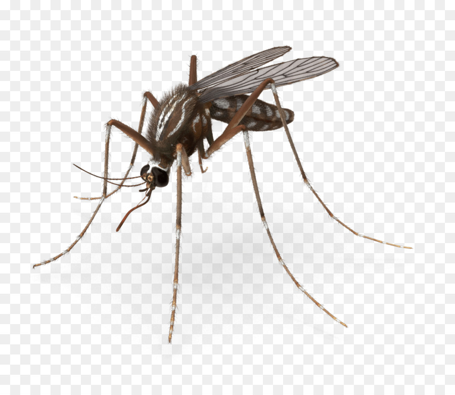Mosquito Pest Control Royalty-free Insect - mosquito png download - 1208*1033 - Free Transparent Mosquito png Download.