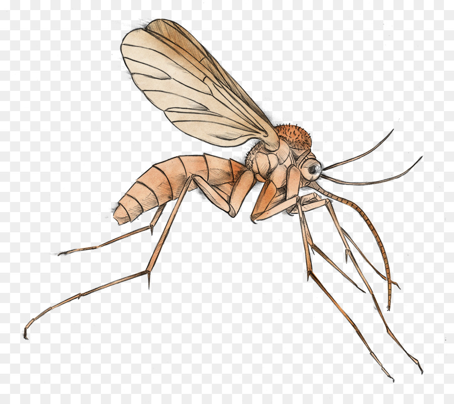 Mosquito Malaria Clip art - Mosquito Cliparts png download - 880*800 - Free Transparent Mosquito png Download.