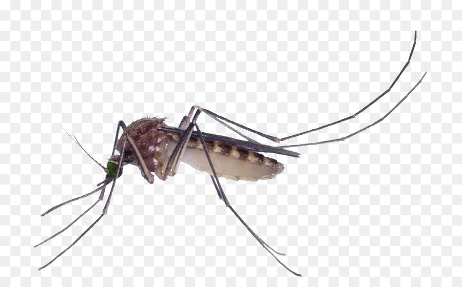 Marsh Mosquitoes Pest control Culex pipiens Fly - Mosquitoes should kill png download - 765*550 - Free Transparent Marsh Mosquitoes png Download.