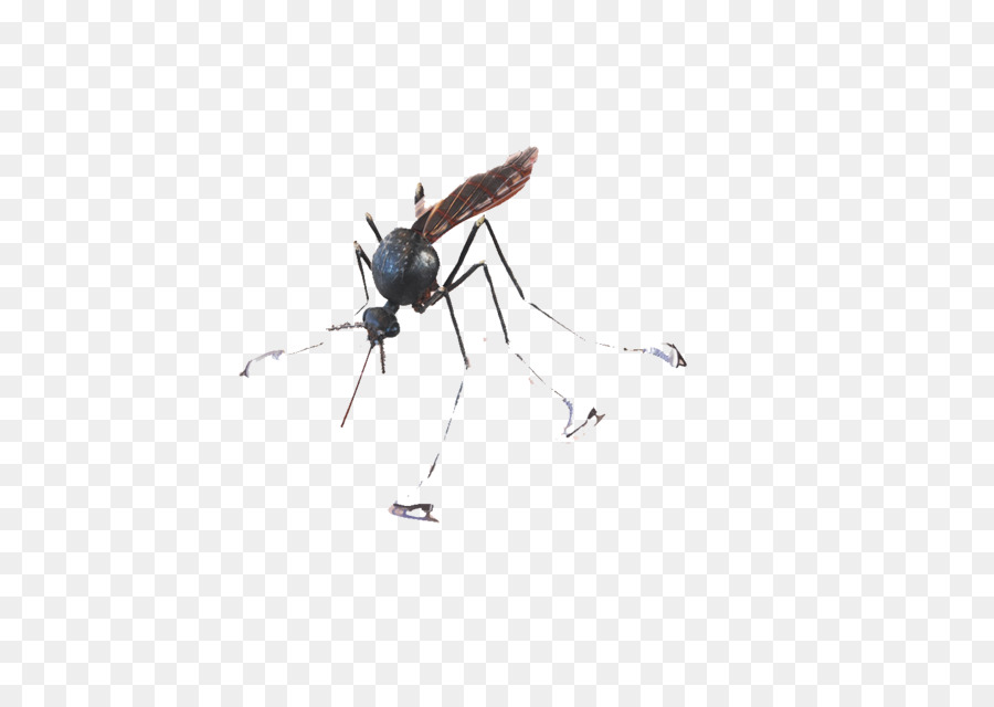 Insect Pest Pattern - Single mosquito png download - 1429*1000 - Free Transparent Insect png Download.