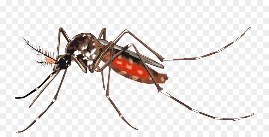Yellow fever mosquito Dengue Mosquito control Vector - mosquito png download - 800*445 - Free Transparent Mosquito png Download.