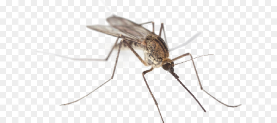 Mosquito control Insect Zika virus West Nile fever - mosquito png download - 800*400 - Free Transparent Mosquito png Download.