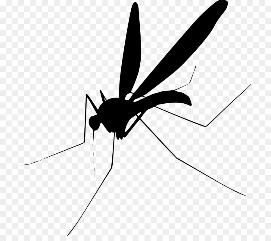 Mosquito Insect Fly Clip art - mosquito png download - 768*784 - Free Transparent Mosquito png Download.