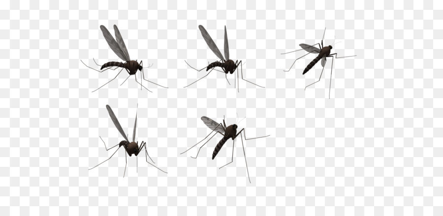 Mosquito Clip art - Mosquitos PNG png download - 1024*675 - Free Transparent Mosquito png Download.