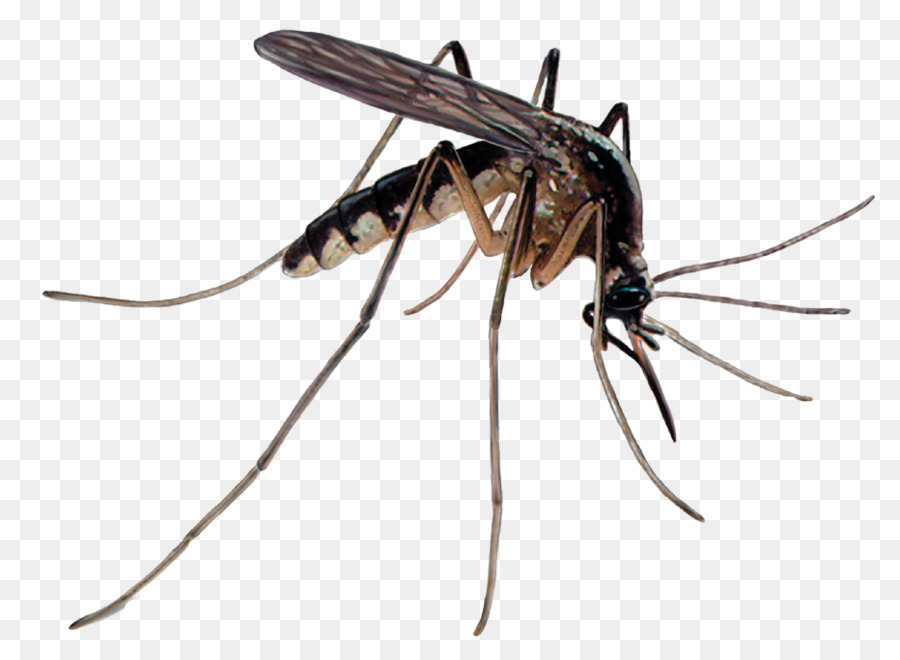 Mosquito control Pest Control Insecticide - mosquito png download - 932*672 - Free Transparent Mosquito png Download.