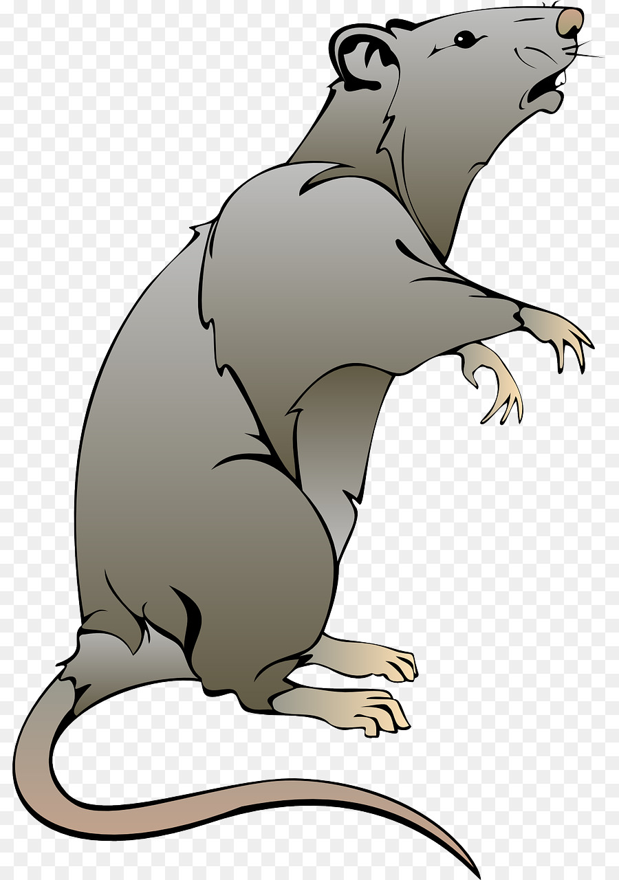 Rat Mouse Clip art - rat png download - 863*1280 - Free Transparent Rat png Download.