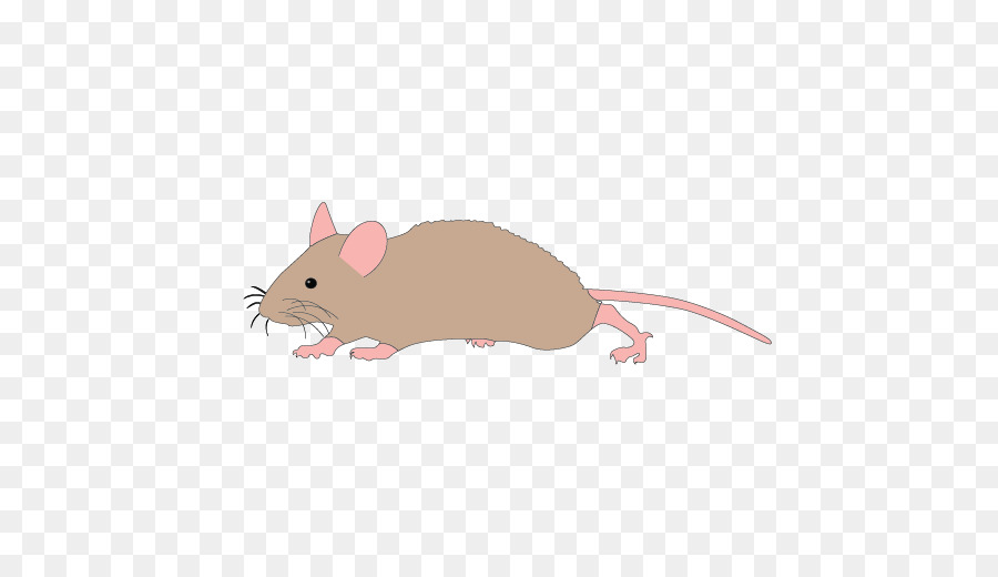 Mickey Mouse Rat Computer mouse Clip art - Mouse Running Cliparts png download - 508*508 - Free Transparent Mouse png Download.