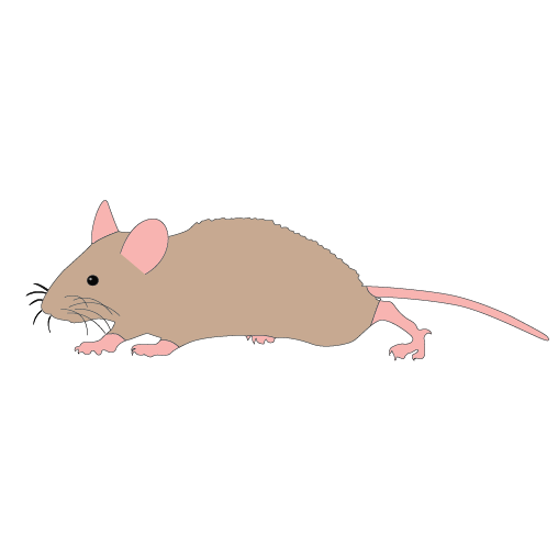Двигающая мышь. Мышь убегает. Мышка бегает. Крыса мультяшная. Мыши разбегаются.