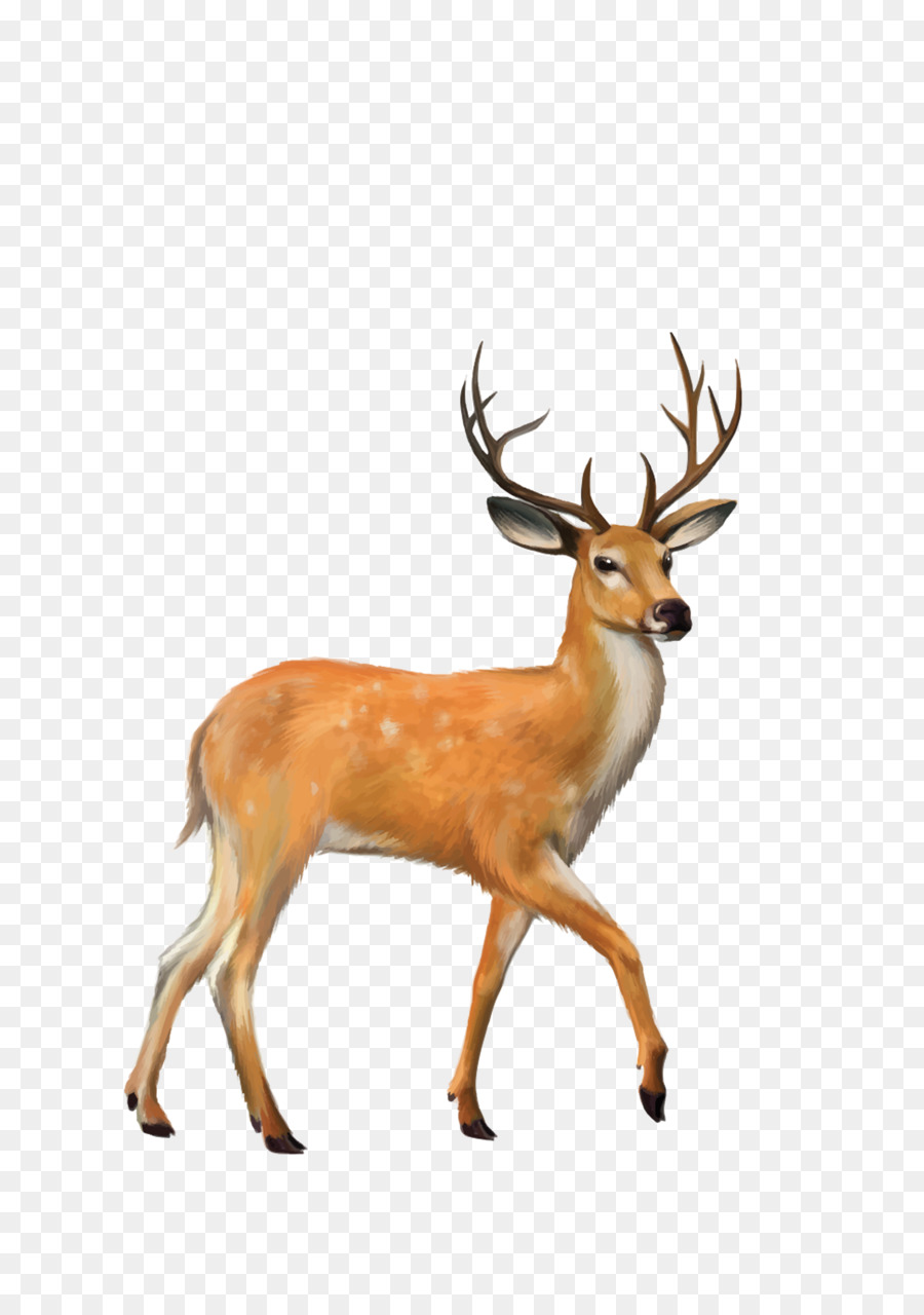 White-tailed deer Mule deer Clip art - deer png download - 2480*3508 - Free Transparent Deer png Download.