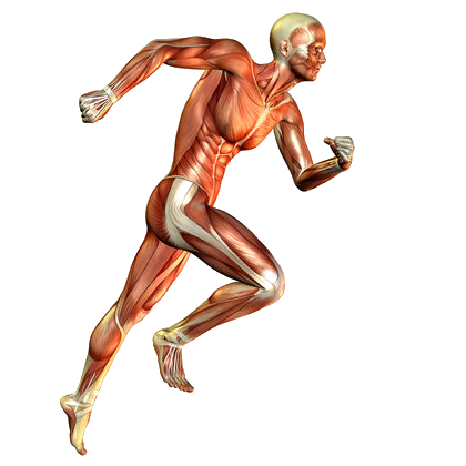 human muscle man clip art