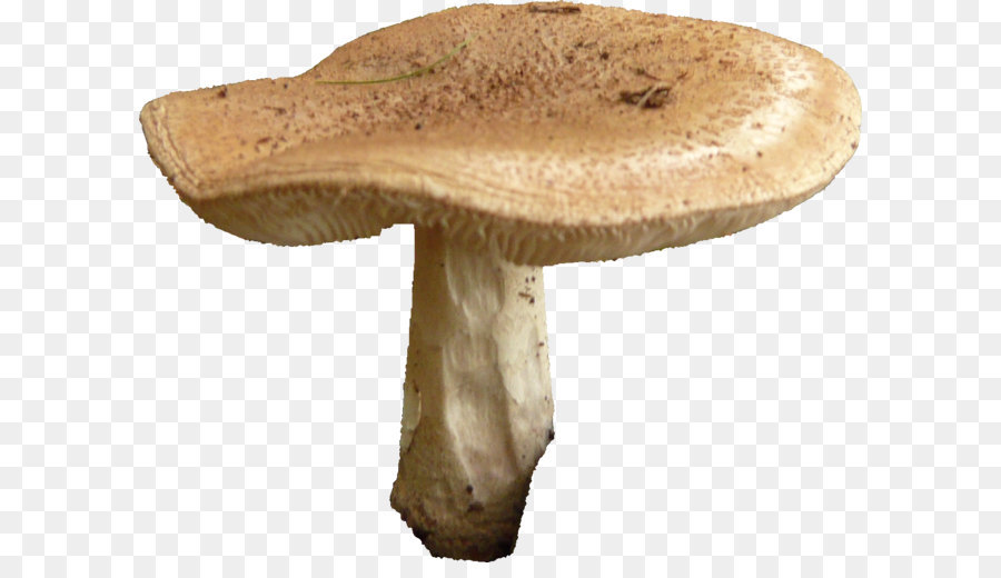 Mushroom hunting Hericium erinaceus Chanterelle Umbrella - Mushroom Free Png Image png download - 1207*939 - Free Transparent Mushroom png Download.