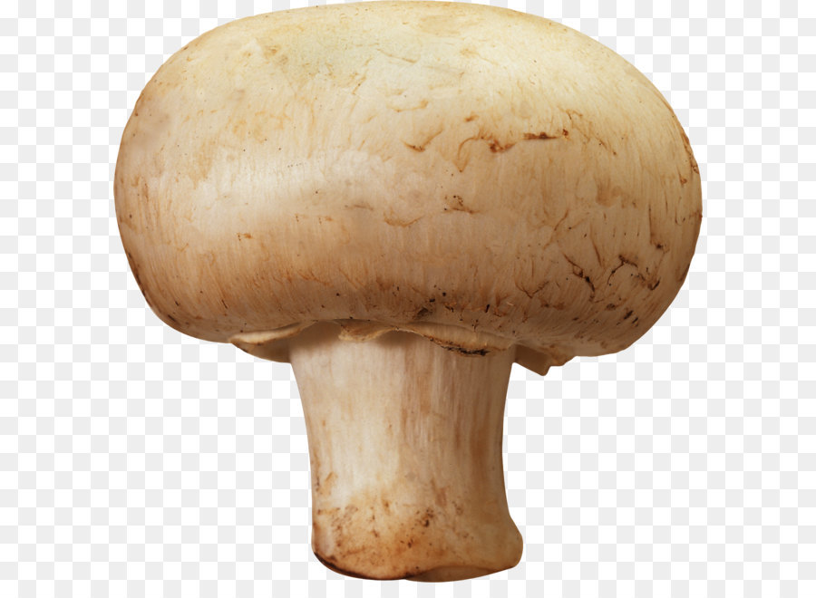 Mushroom hunting Morchella esculenta Fungus - Mushroom PNG image png download - 1276*1262 - Free Transparent Common Mushroom png Download.