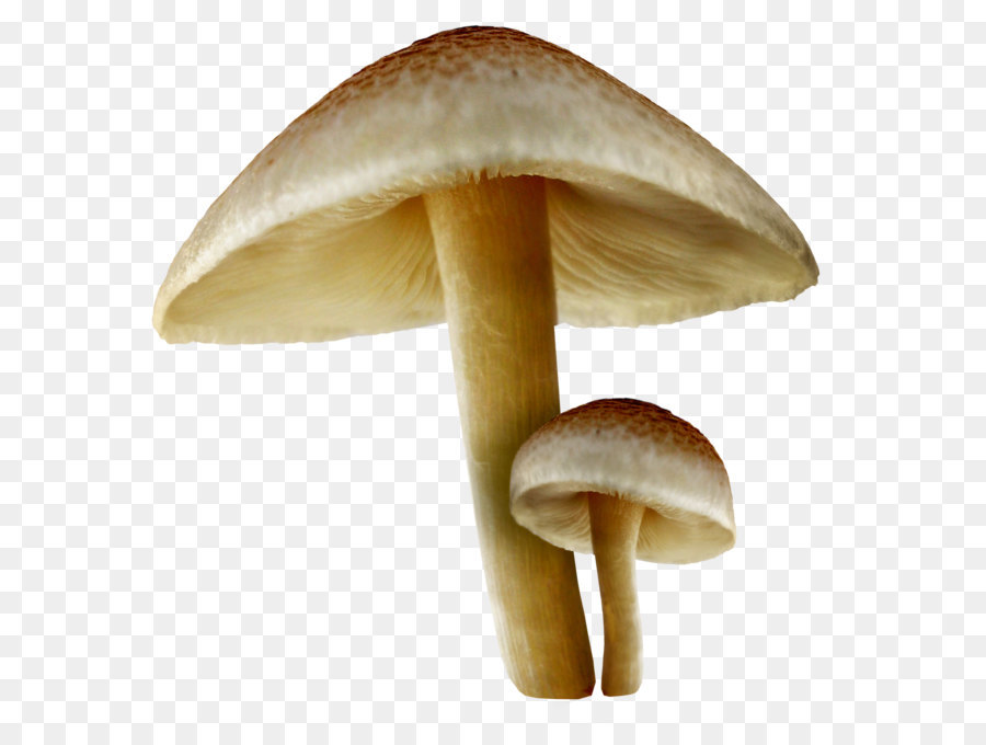 Wallpaper - Transparent Fall Mushrooms PNG Picture png download - 2164*2200 - Free Transparent Mushroom png Download.