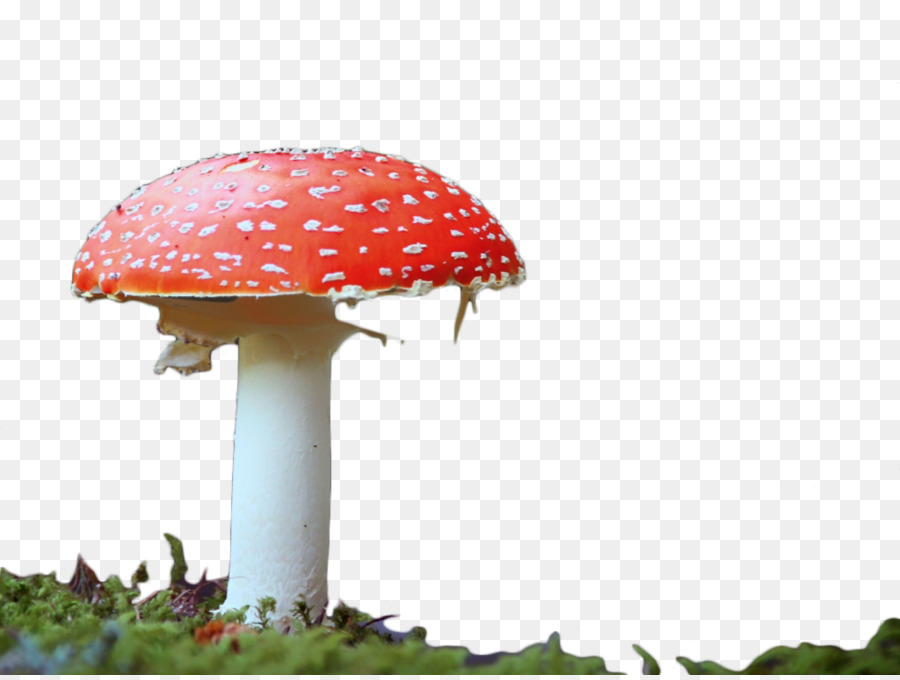 Edible mushroom Red Clip art - Red Mushroom png download - 1024*768 - Free Transparent Mushroom png Download.