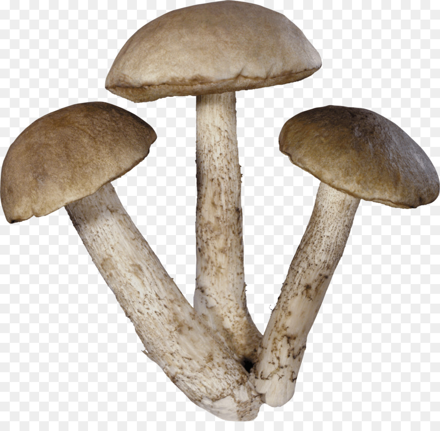 Common mushroom Theme Clip art - mushrooms png download - 3000*2870 - Free Transparent Mushroom png Download.