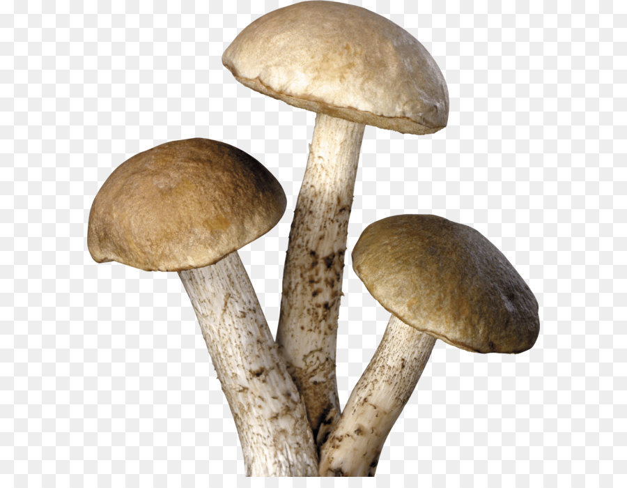 Mushroom Clip art - Mushroom Png Image png download - 3147*3314 - Free Transparent Mushroom png Download.