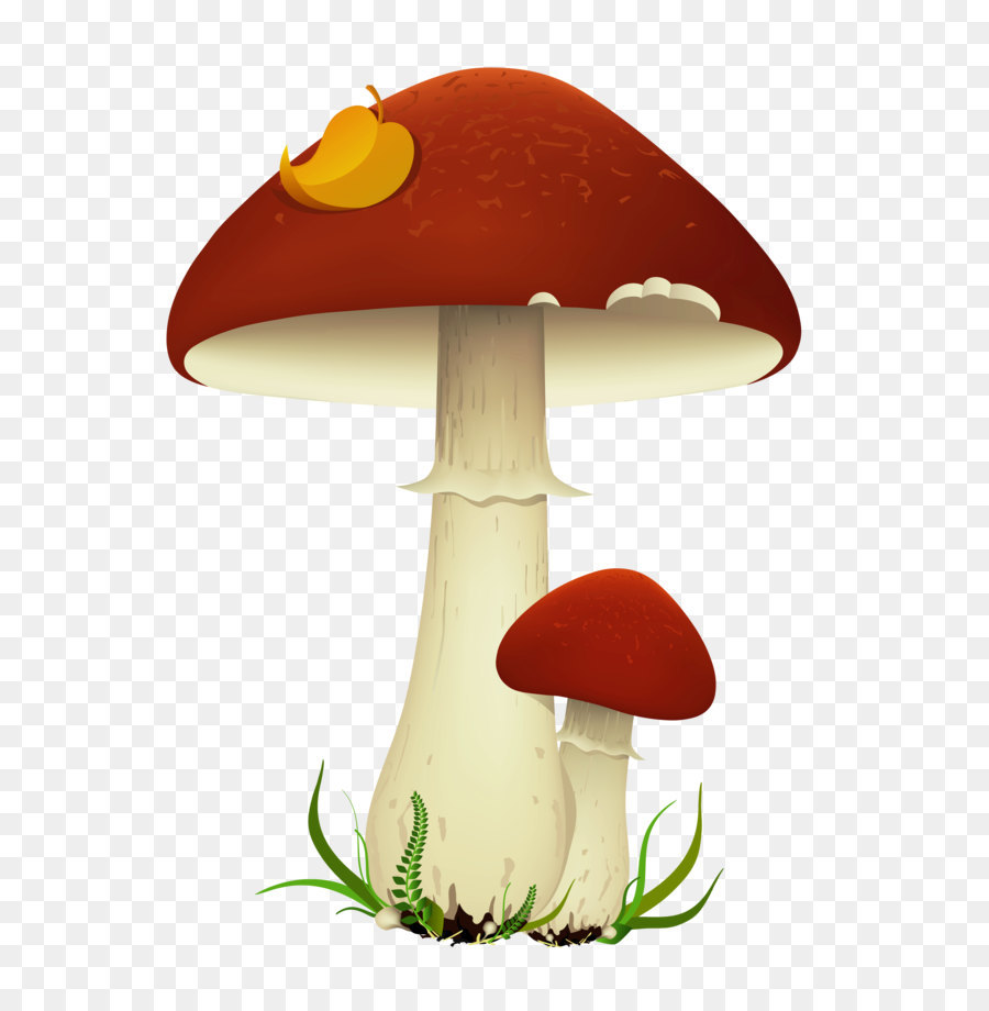 Mushroom Clip art - Fall Mushrooms Transparent PNG Picture png download - 3462*4797 - Free Transparent Mushroom png Download.