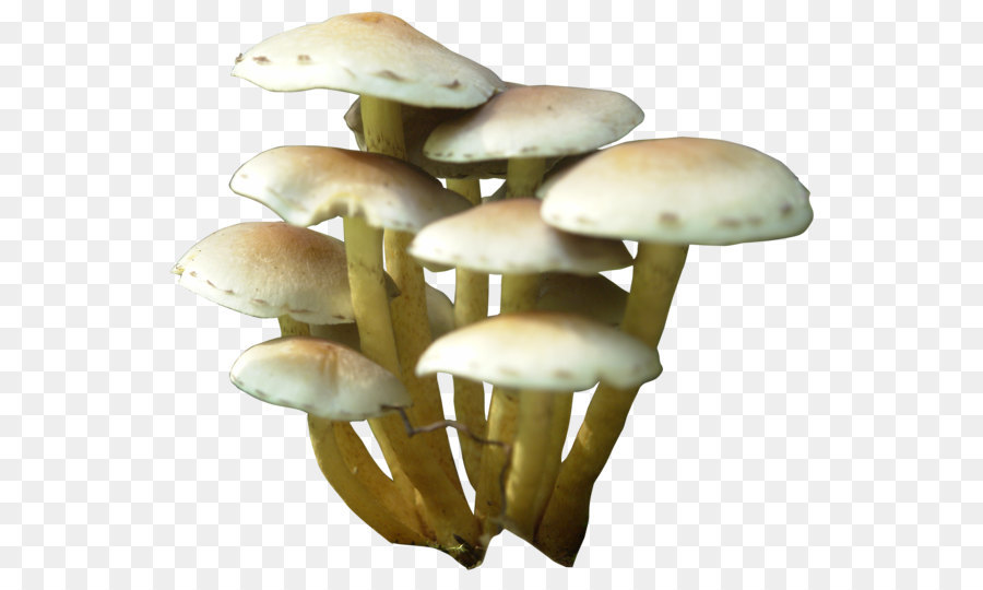 Mushroom Clip art - Mushroom Png png download - 600*525 - Free Transparent Oyster Mushroom png Download.