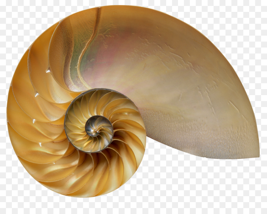 The Secret Code: The Mysterious Formula that Rules Art, Nature, and Science The Golden Section: Nature's Greatest Secret Book Golden ratio Divine Proportion: Phi in Art, Nature, and Science - book png download - 1280*997 - Free Transparent Book png Downlo