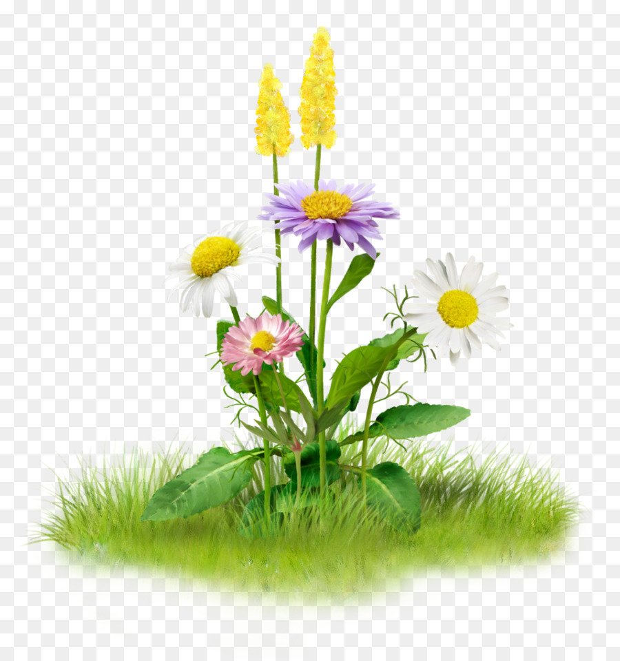 Nature Clip art - others png download - 964*1024 - Free Transparent Nature png Download.