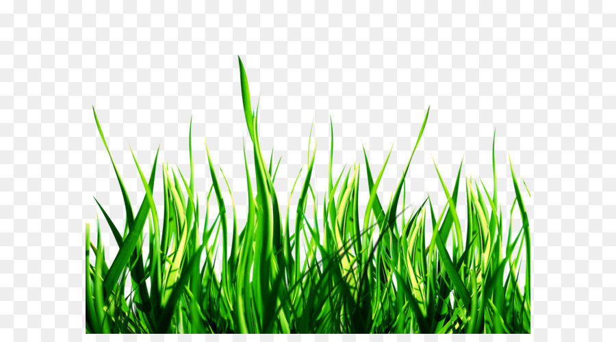 Nature Clip art - Nature Png Clipart png download - 1600*1200 - Free Transparent Lawn png Download.