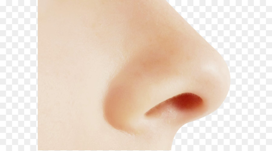 Nose - Human nose PNG png download - 668*512 - Free Transparent  png Download.