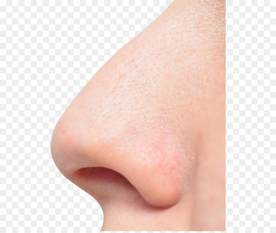 Nose - Human nose PNG png download - 572*754 - Free Transparent  png Download.