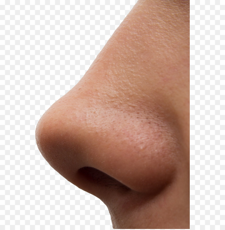 Olfaction Odor Phantosmia Nose Taste - Human nose PNG png download - 619*916 - Free Transparent  png Download.