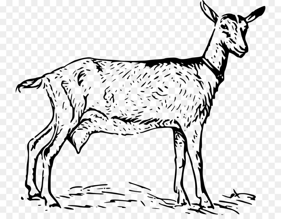 Anglo-Nubian goat Nigerian Dwarf goat Black Bengal goat Oberhasli goat Boer goat - goat clipart png download - 800*687 - Free Transparent Anglonubian Goat png Download.