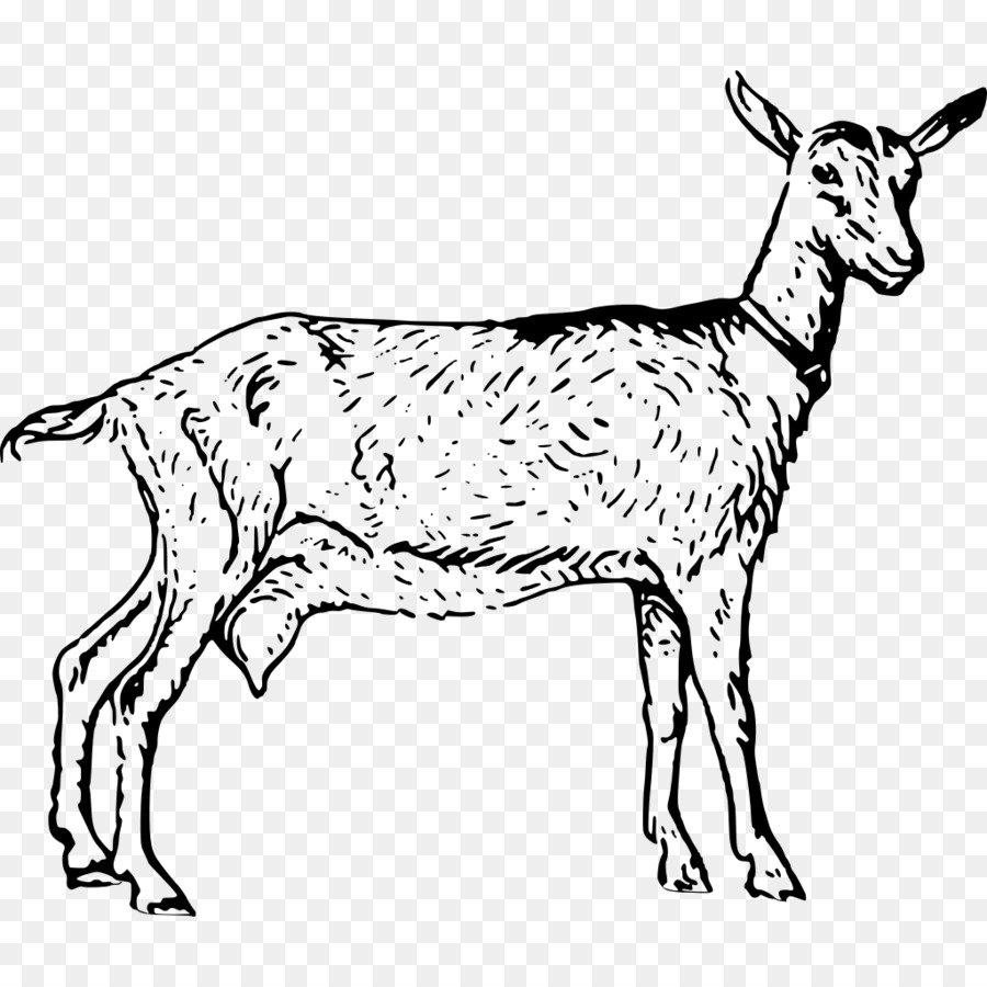 Boer goat Anglo-Nubian goat Poitou goat Sheep Clip art - goat png download - 1024*1024 - Free Transparent Boer Goat png Download.