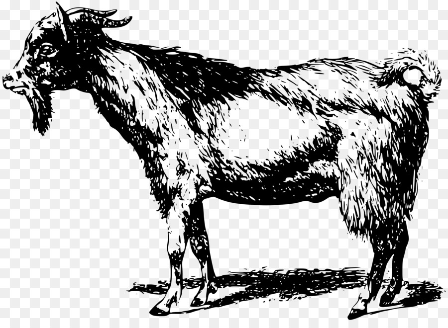 Boer goat Sheep Anglo-Nubian goat Clip art - sheep png download - 2500*1796 - Free Transparent Boer Goat png Download.