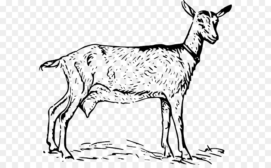 Black Bengal goat Boer goat Russian White goat Anglo-Nubian goat Clip art - sheep png download - 640*549 - Free Transparent Black Bengal Goat png Download.