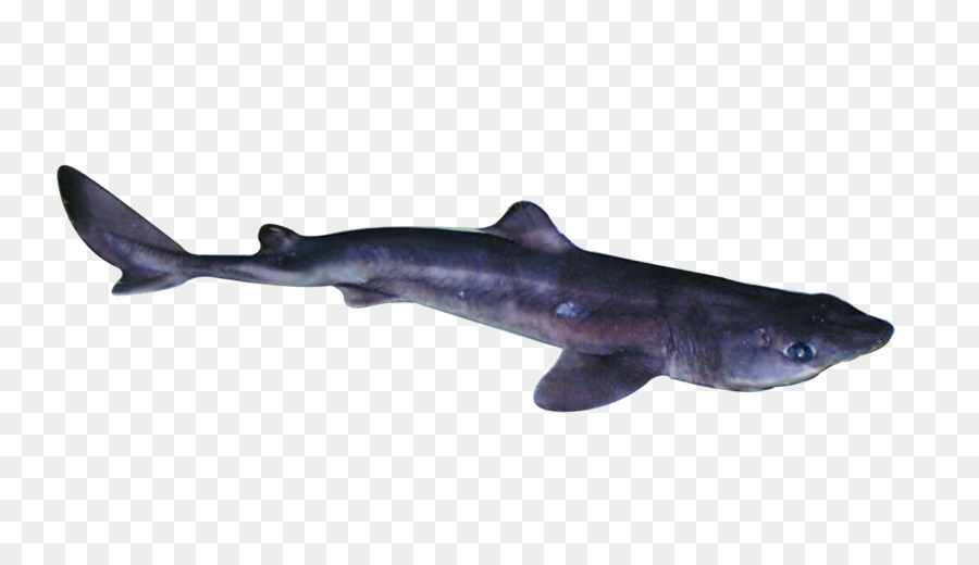 Requiem sharks Spiny dogfish Fin Longnose spurdog Cartilaginous fishes - fish png download - 1280*736 - Free Transparent Requiem Sharks png Download.