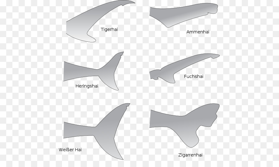 Shark anatomy Great white shark Fin Tail - Shark TAIL png download - 570*538 - Free Transparent Shark png Download.