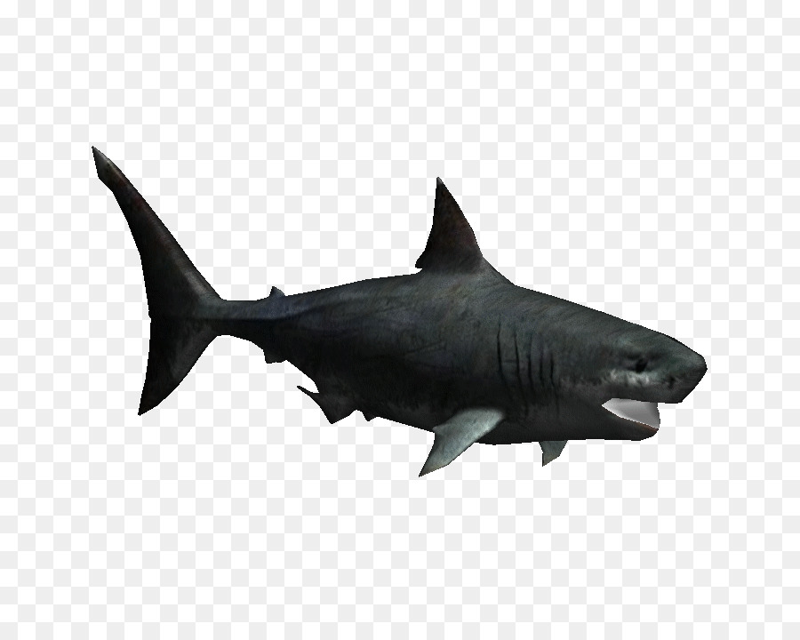 Megalodon Great white shark Fish Zoo Tycoon 2 Chondrichthyes - sharks png download - 703*703 - Free Transparent Megalodon png Download.