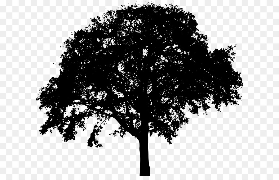 Oak Silhouette Tree Clip art - Tree Silhouette PNG Clip Art png ...