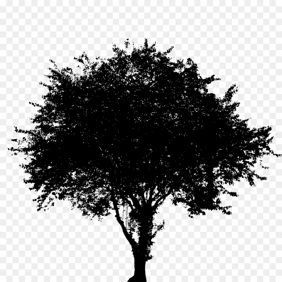 Branch Tree Oak Image Silhouette -  png download - 1024*1024 - Free Transparent Branch png Download.