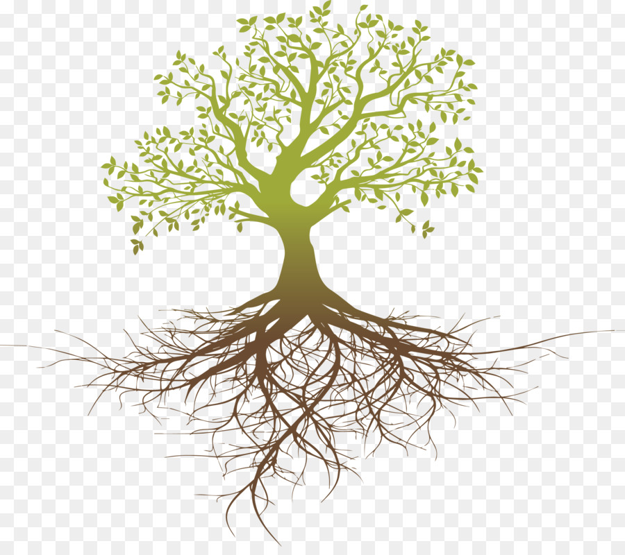 Root system Tree Oak - Thinking png download - 2466*2160 - Free Transparent Root png Download.