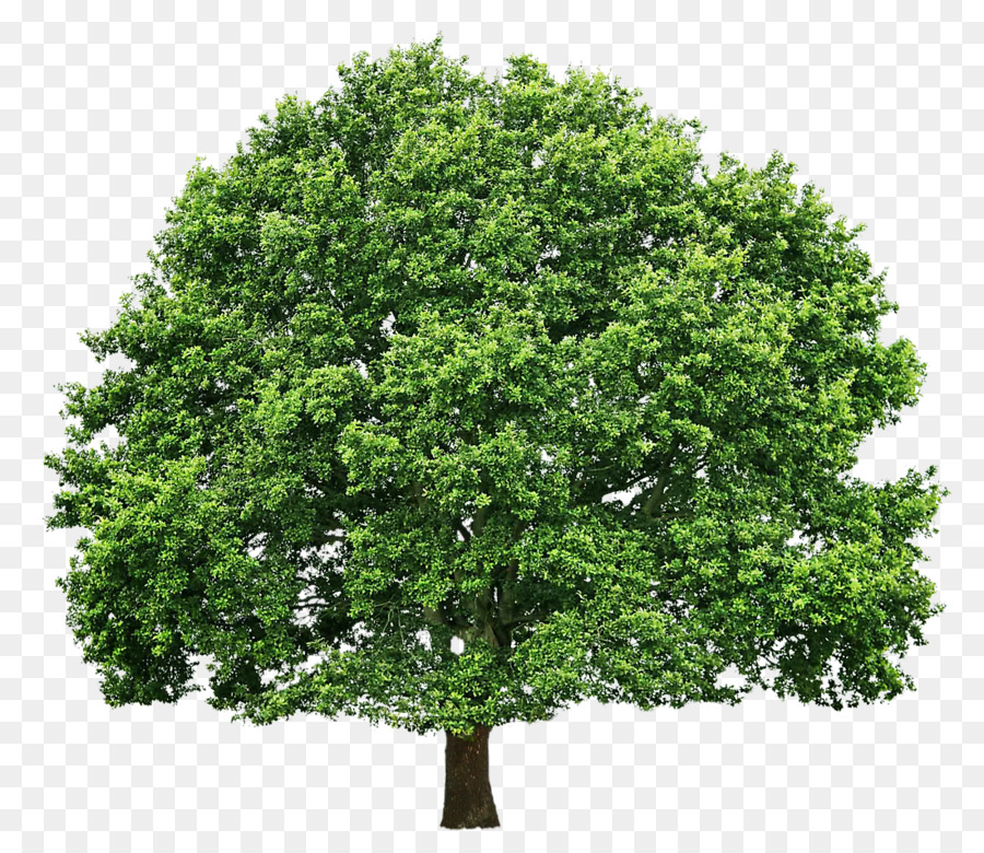 Tree Oak Pruning Clip art - tree png download - 1100*929 - Free Transparent Tree png Download.