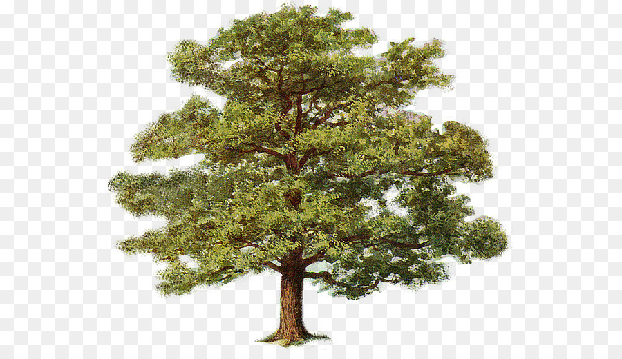 Tree Drawing Oak Color Clip art - oak png download - 587*507 - Free Transparent Tree png Download.