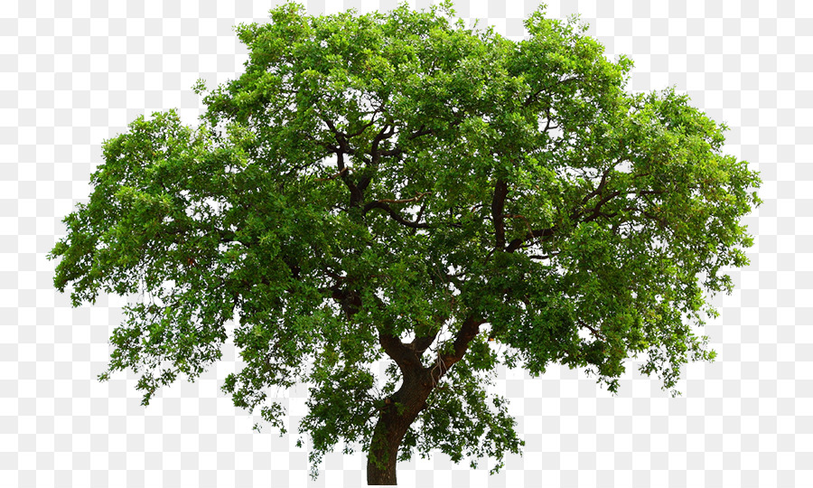 Oak Tree Maple Liriodendron tulipifera Ceratocystis fagacearum - tree png download - 800*537 - Free Transparent Oak png Download.
