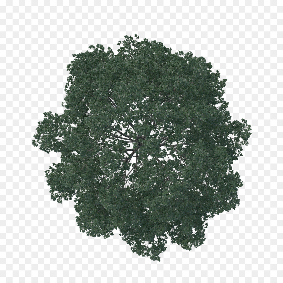 English oak Tree Architecture Pine Landscape - tree plan png download - 1688*1688 - Free Transparent English Oak png Download.